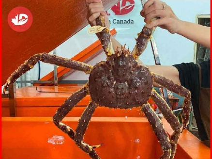 Cung Cấp Cua King Crab Tươi Sống Ở Khu Vực Hồ Chí Minh