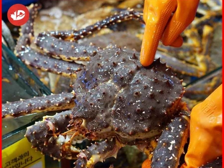 Đơn vị cung cấp cua king crab chất lượng